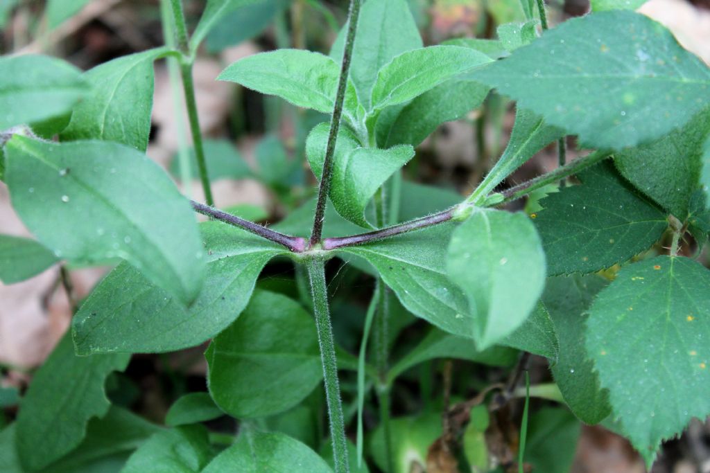 Silene alba